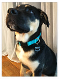 Wholesale | 1 pc | Black acrylic Dog tag